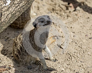 Merecat resting in shade.