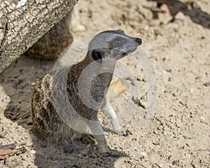 Merecat resting in shade.