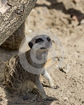 Merecat resting in shade.