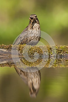 Merel, Eurasian Blackbird, Turdus merula