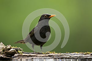 Merel, Eurasian Blackbird, Turdus merula