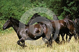 MERENS HORSE, HERD GALLOPING, FRENCH PYRENEES