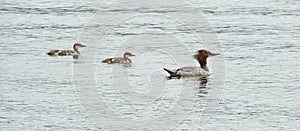 Common Merganser female and ducklings