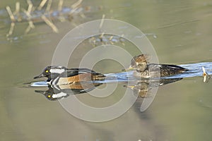 Merganser couple in still water