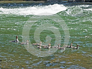 Merganser Family