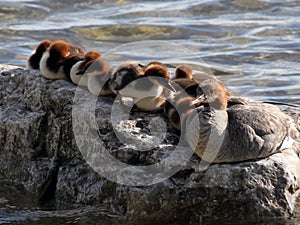 Merganser Family