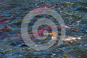 Merganser floating in the Brooks River with spawning salmon swimming in the river, Katmai National Park, Alaska, USA