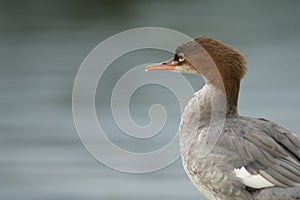 Merganser by the lake