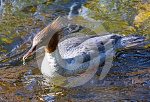 Merganser laying in water.