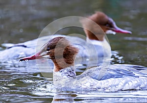Merganser laying in water. photo