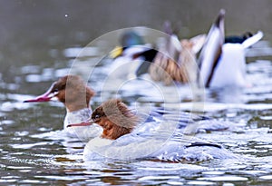 Merganser with male and female Mallard duck in the background, laying in the water. photo