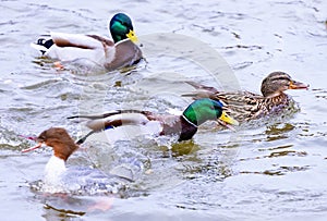 Merganser with male and female Mallard ducks in the background