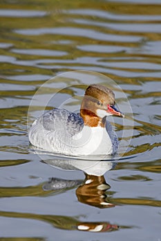 Merganser ( Mergus mergans )