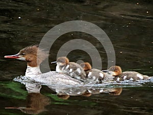 Merganser Morning Reflections