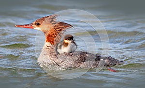 Merganser Mother Duck with baby Duckling