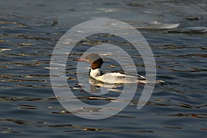 Merganser, raccoon merganser - a species of large water bird in the Anatidae family