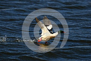 Merganser, raccoon merganser - a species of large water bird in the Anatidae family