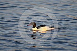 Merganser, raccoon merganser - a species of large water bird in the Anatidae family