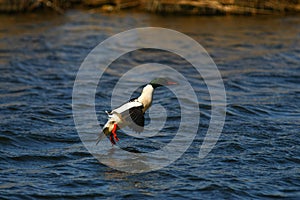 Merganser, raccoon merganser - a species of large water bird in the Anatidae family