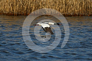 Merganser, raccoon merganser - a species of large water bird in the Anatidae family