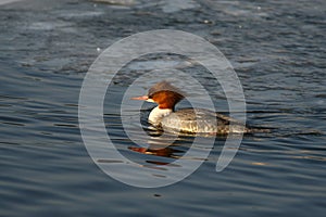 Merganser, raccoon merganser - a species of large water bird in the Anatidae family