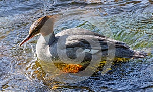 Merganser staying in shallow water.