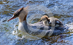 Merganser swimming with a duckling on her back