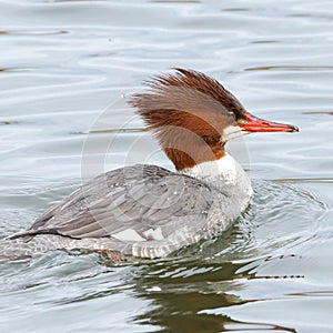 Merganser Waterfowl