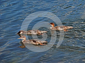 Mergansers on Patrol