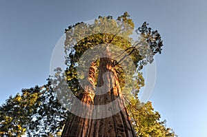 Merged Giant Sequoia Trees photo