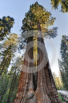 Merged Giant Sequoia Trees photo