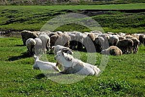 Mergel Riverside Golden Horde Khan Mongolian steppe tribes flock