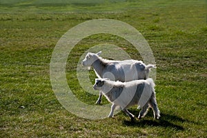 Mergel Riverside Golden Horde Khan Mongolian steppe tribes flock