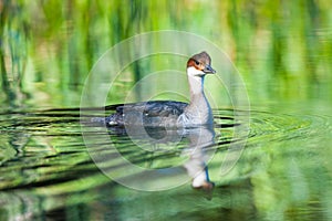 Mergus albellus, Mergellus albellus, Smew