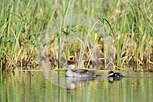 Mergus albellus, Mergellus albellus, Smew