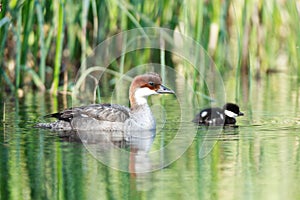 Mergus albellus, Mergellus albellus, Smew