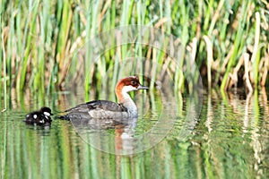 Mergus albellus, Mergellus albellus, Smew