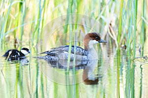 Mergus albellus, Mergellus albellus, Smew