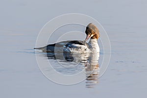 Mergus merganser, Common merganser