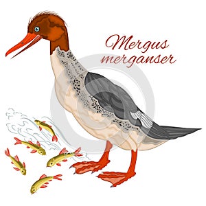 Mergus merganser duck young water bird with colorful feathers and fish watercolor vector illustration editable hand drawing photo