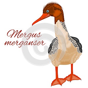 Mergus merganser duck young water bird with colorful feathers watercolor vector illustration editable hand drawing photo