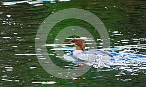 Mergus merganser Female