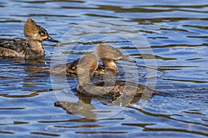 Mergus mergansers swimming in the sea near Titlow beach.