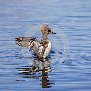 Mergus mergansers swimming in the sea near Titlow beach.