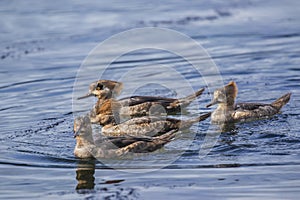 Mergus mergansers swimming in the sea near Titlow beach.