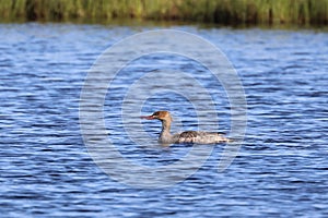 Mergus serrator. Female Red-breasted Merganser on a lake in northern Russia