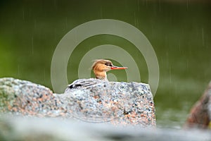 Mergus serrator, Red-breasted Merganser.