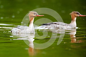 Mergus serrator, Red-breasted Merganser.