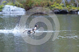 Mergus serrator, Red-breasted Merganser.