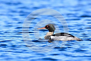 Mergus serrator, Red-breasted Merganser.